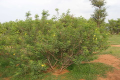 Cassia auriculata